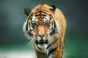 Arizona Exotic Animal Laws Explained