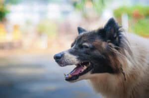 Why Hire Orent Law Offices If You’re Arrested for Animal Cruelty in Phoenix?